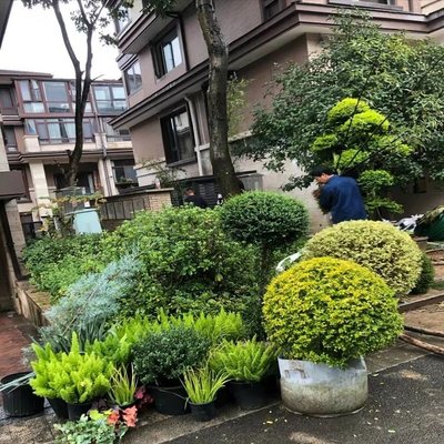 焦作園林綠化升級改造 校區(qū)綠化花鏡施工草花造型設(shè)計擺放