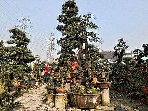 成都市光和園林藝術(shù)有限責(zé)任公司專業(yè)從事園林綠化的設(shè)計(jì)施工