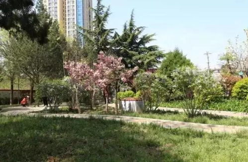 芝罘城管半年盤(pán)點(diǎn),請(qǐng)您打分提意見(jiàn) 園林綠化篇