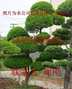 造型小葉女貞 造型女貞 蘇州庭院別墅綠化設計施工 蘇州園林古樁 蘇州綠化工程