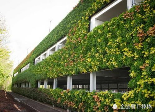 渝澤園林 建筑環境立體綠化施工技術關于植物的選擇