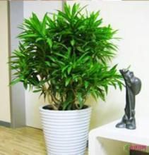 上海綠植租賃專屬行業(yè)