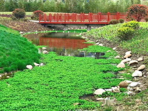 剛剛發(fā)現(xiàn),園區(qū)有座隱藏的生態(tài)濕地公園